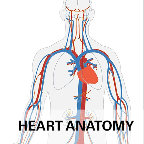 Herz-Anatomie Titelbild mit Körper und Text