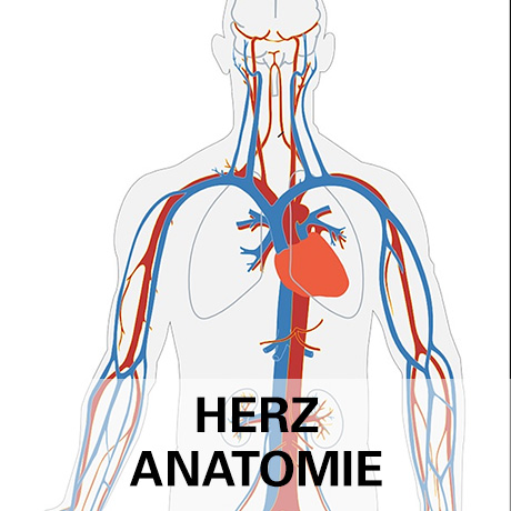 Herz-Anatomie Titelbild mit Körper und Text