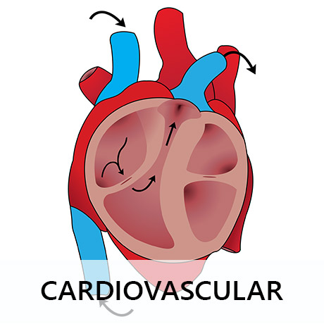 Abbildung zum Artikel Herzkreislaufsystem